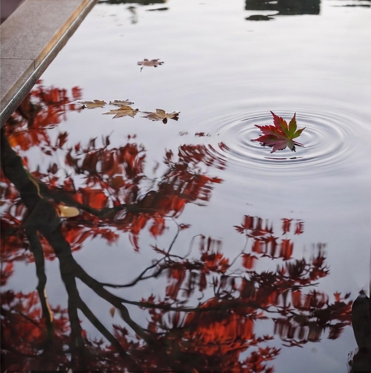 Maple leaves on the water garden